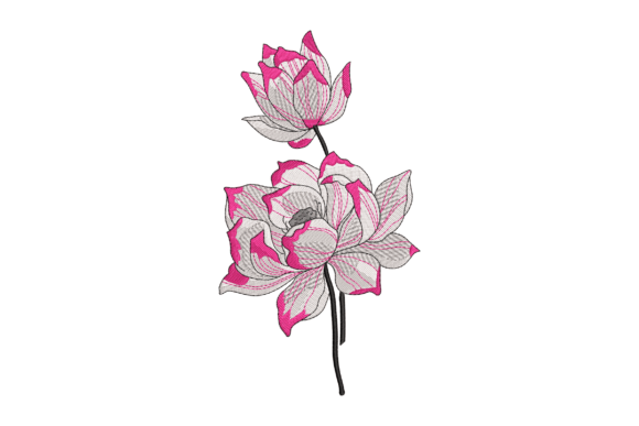 Delicate Lotus Blossom
